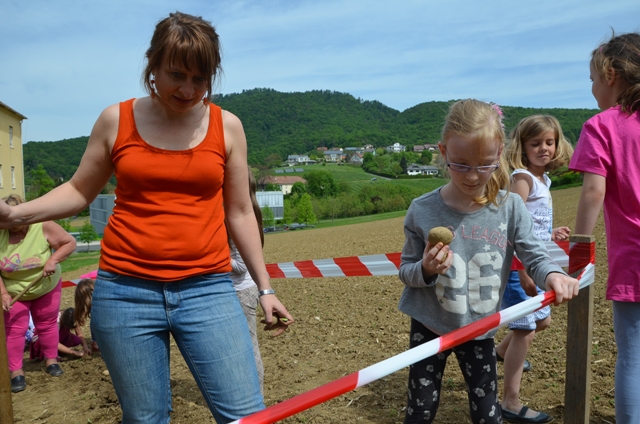 Das kleine Kartoffelfeld der 1a Klasse entsteht